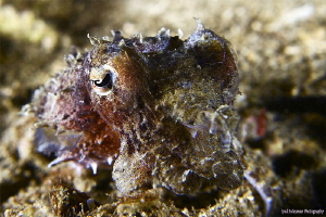 Juvenile Cuttlefish by Iyad Suleyman 